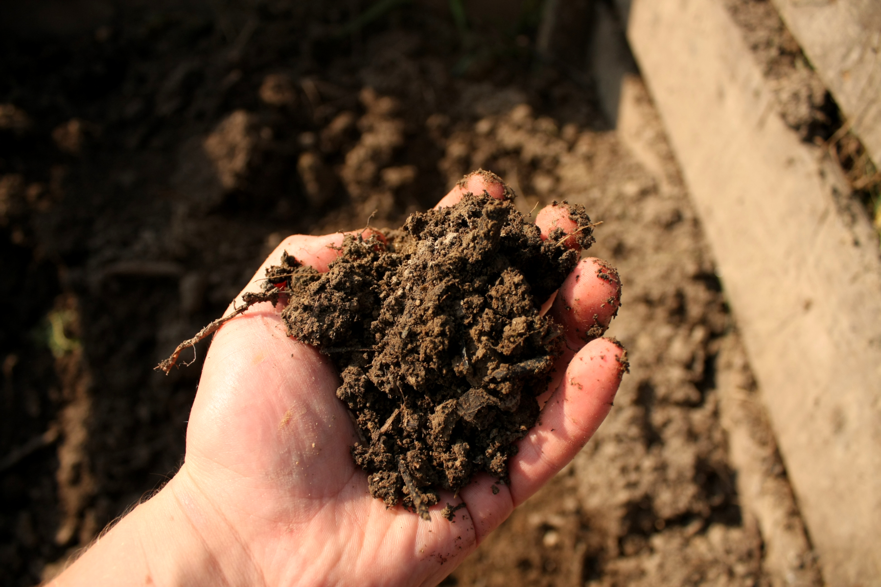 Kompost – jak zrobić, po co i z czego?