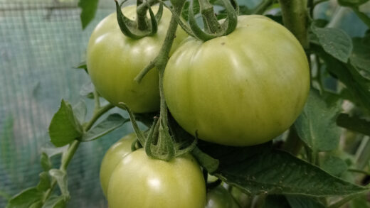 pomidory odporne na zarazę